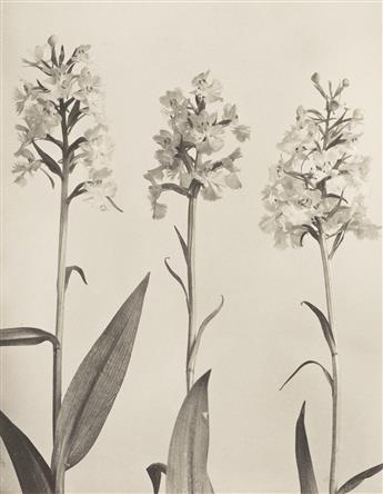 EDWIN HALE LINCOLN (1848-1938) A suite of 6 lovely botanical studies from Wild Flowers of New England.